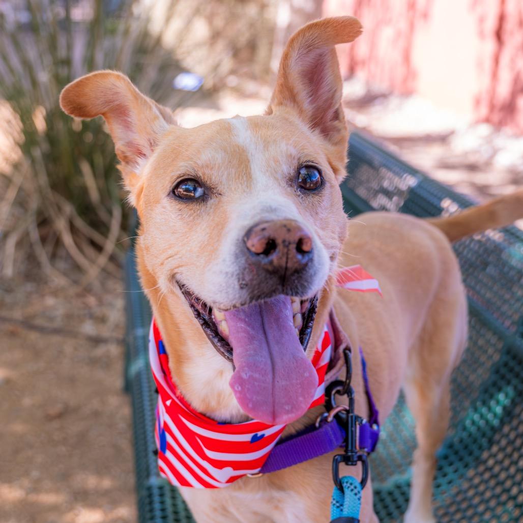 Butterfly, a Adoptable mixed breed in Albuquerque, NM image 2/6