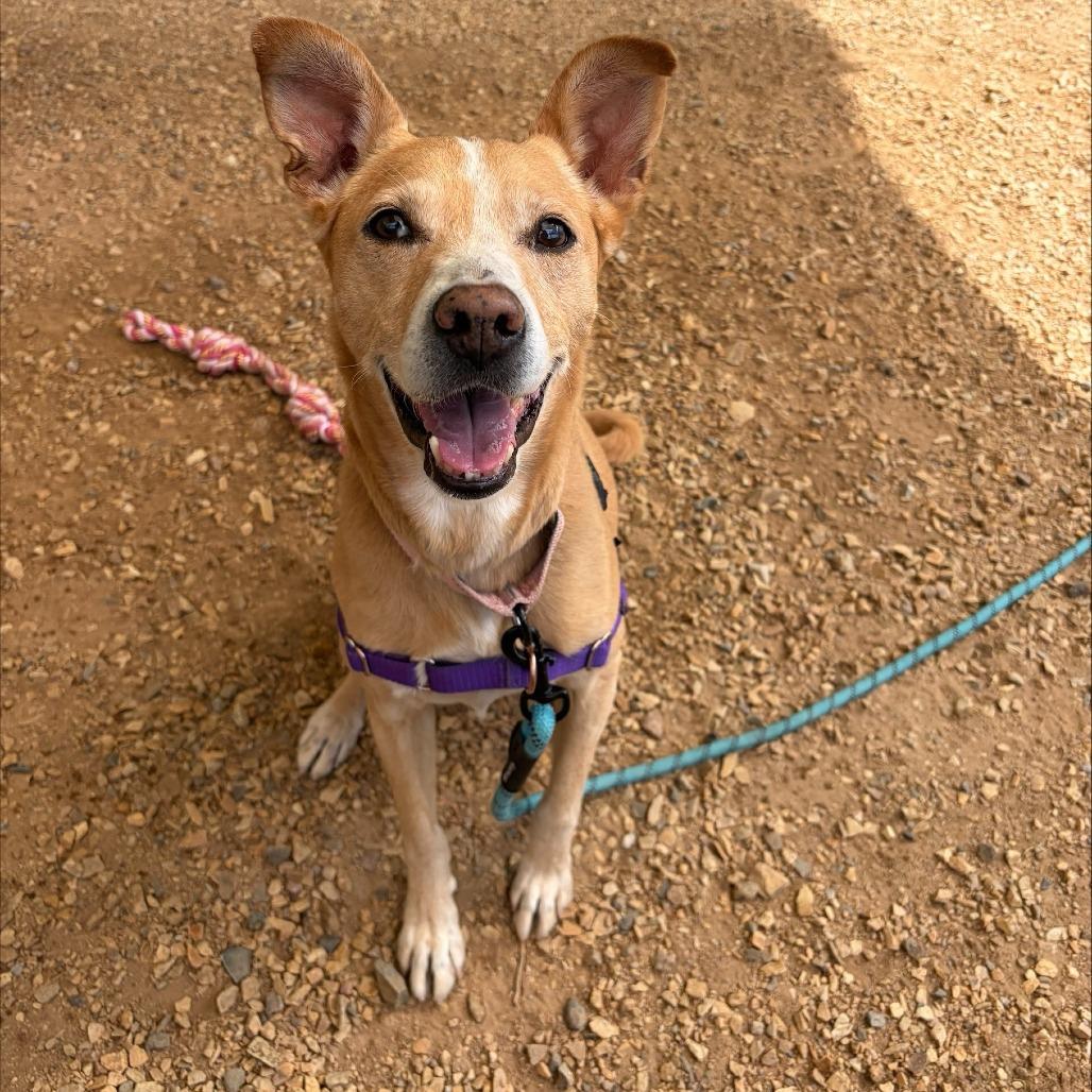 Butterfly, a Adoptable mixed breed in Albuquerque, NM image 3/6