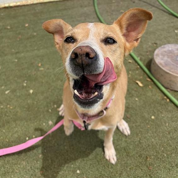 Butterfly, a Adoptable mixed breed in Albuquerque, NM image 4/6