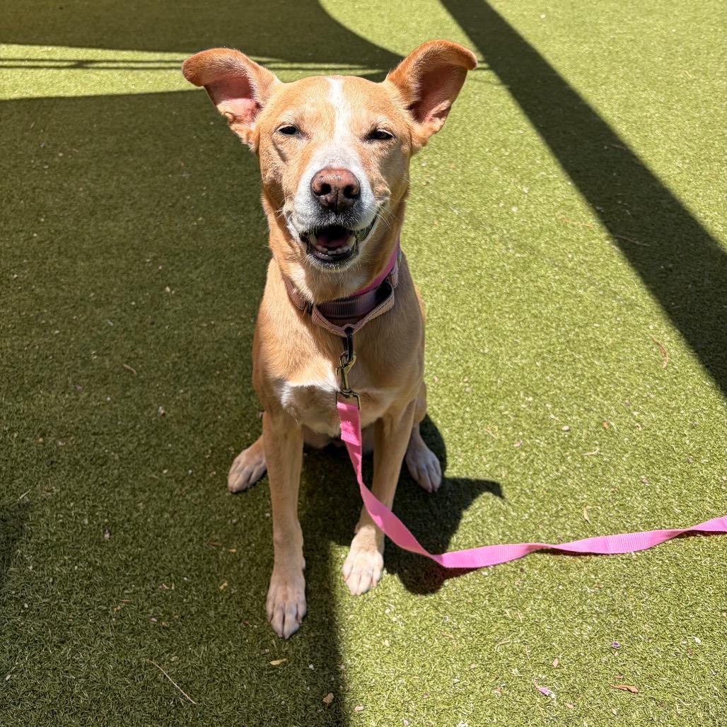 Butterfly, a Adoptable mixed breed in Albuquerque, NM image 5/6
