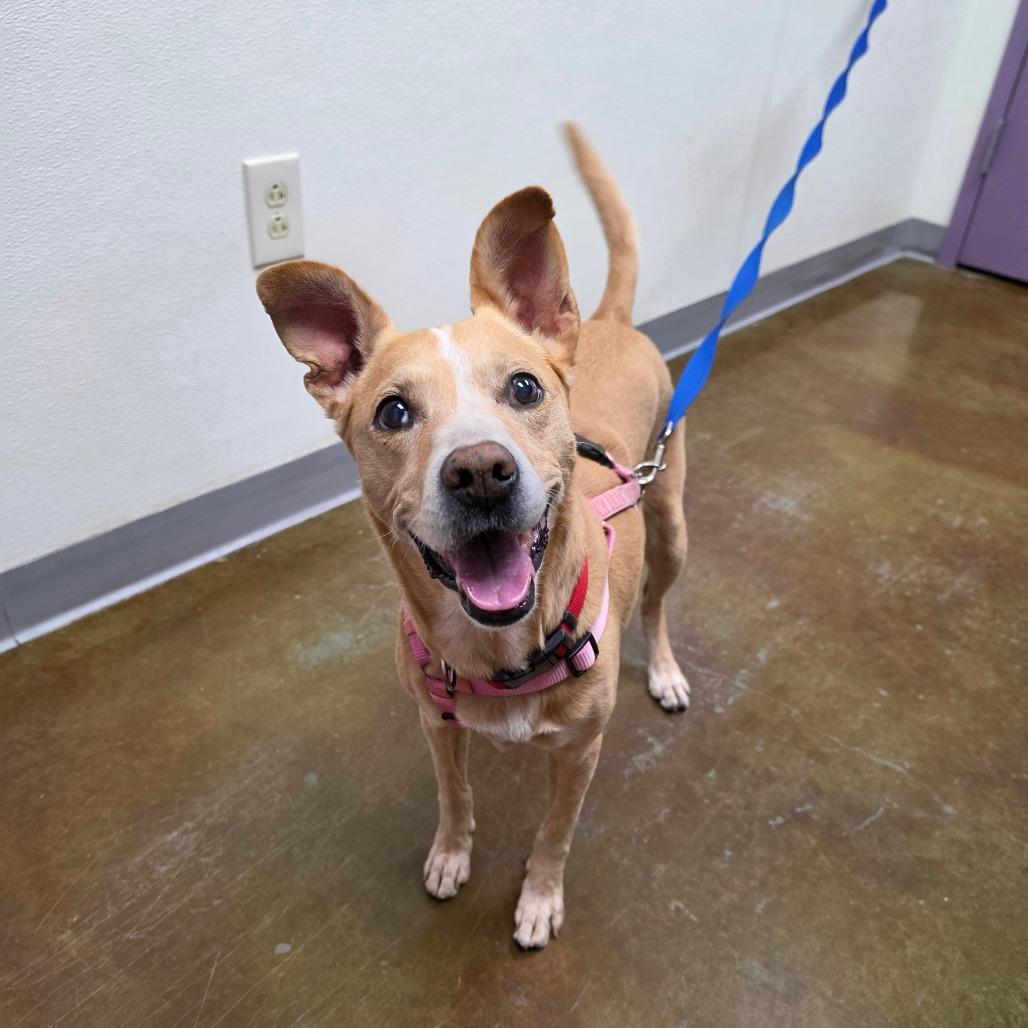 Butterfly, a Adoptable mixed breed in Albuquerque, NM image 6/6