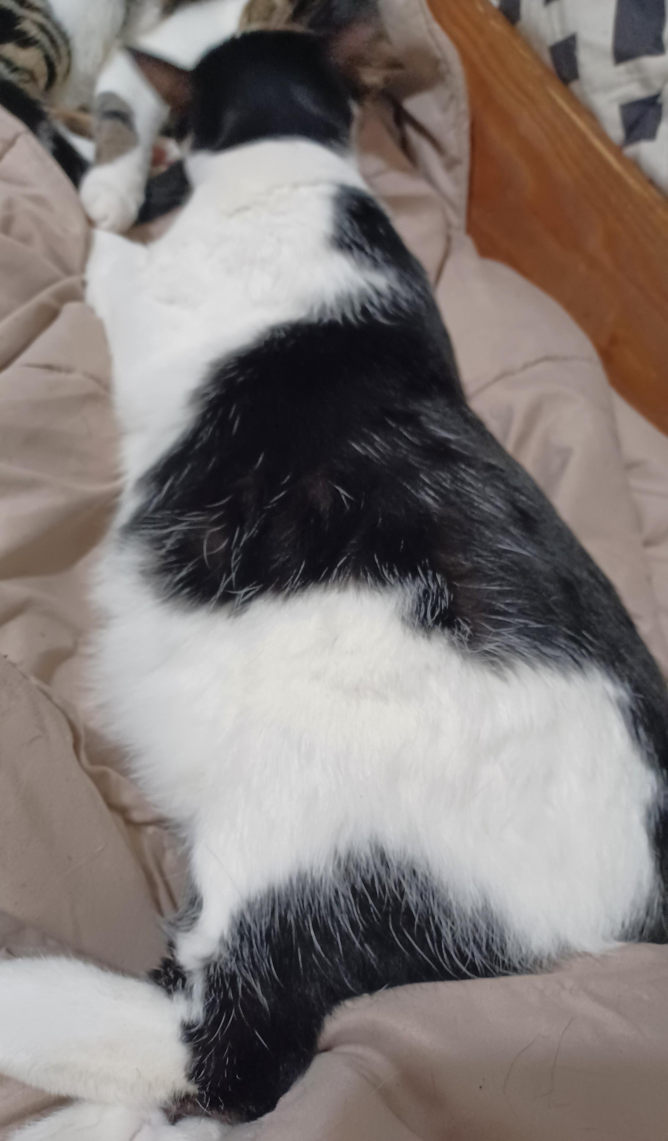 Enlarge Betsy, a Adoptable Domestic Short Hair in Morgantown, WV image 1/4