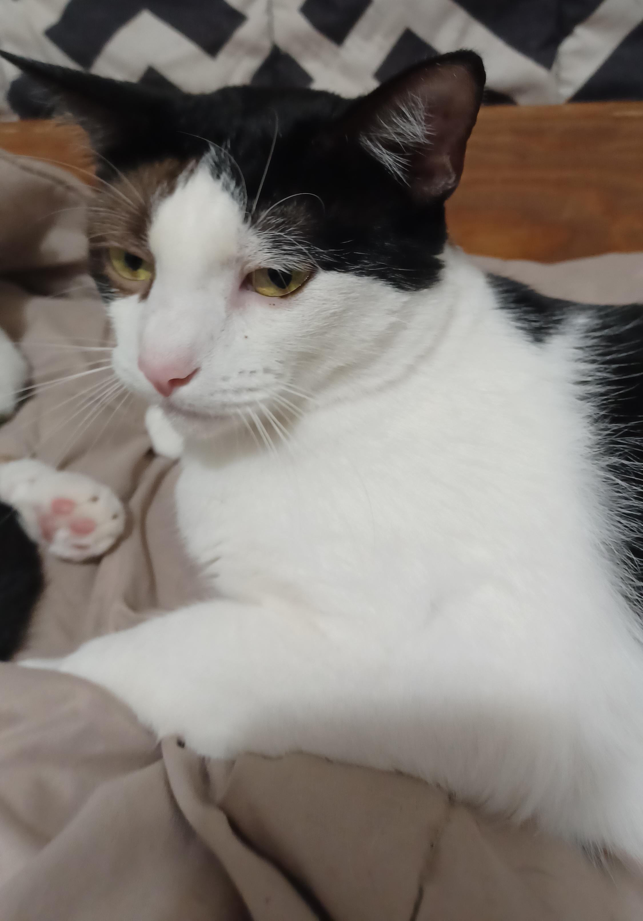 Enlarge Betsy, a Adoptable Domestic Short Hair in Morgantown, WV image 2/4