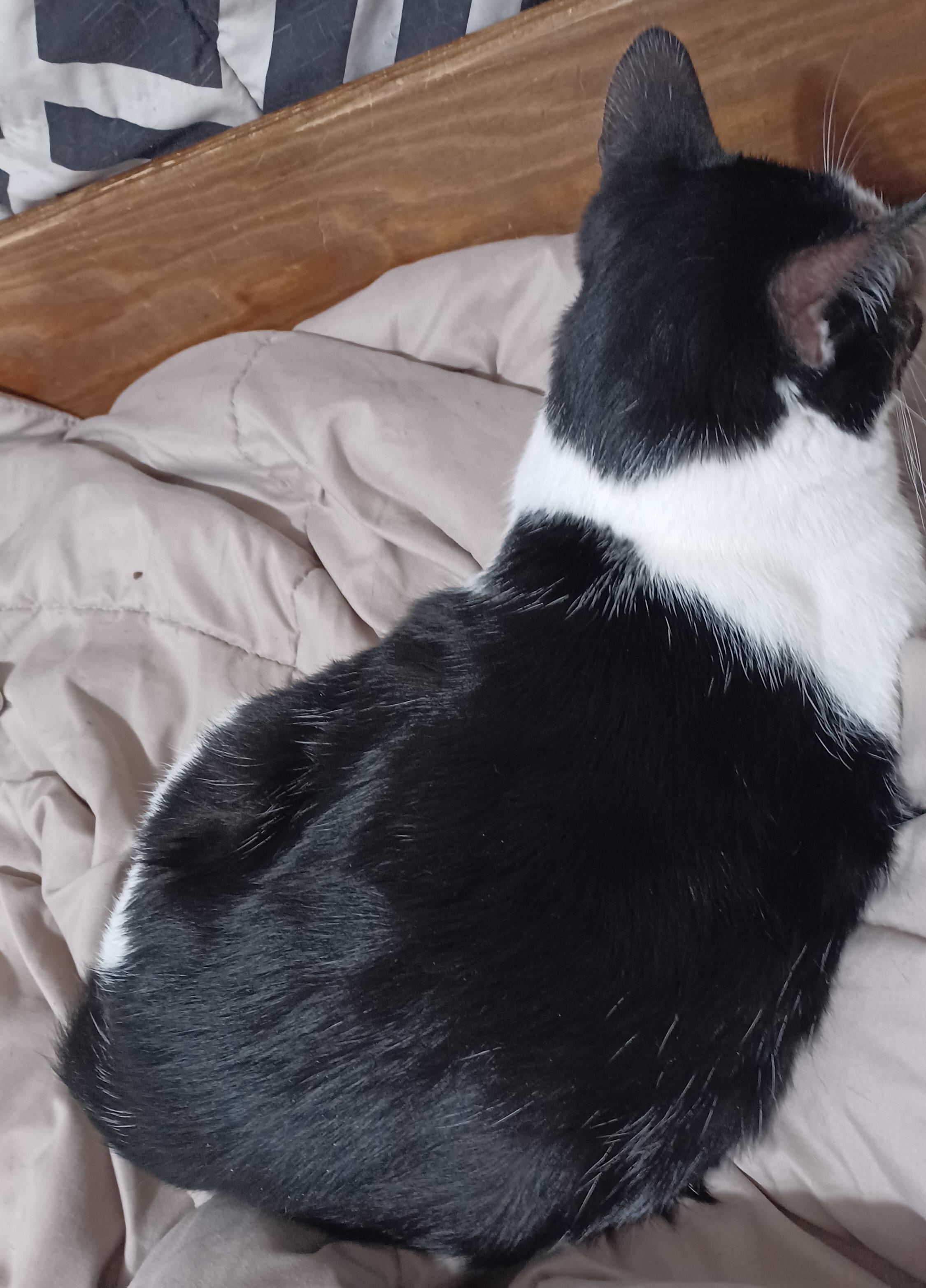 Enlarge Betsy, a Adoptable Domestic Short Hair in Morgantown, WV image 3/4