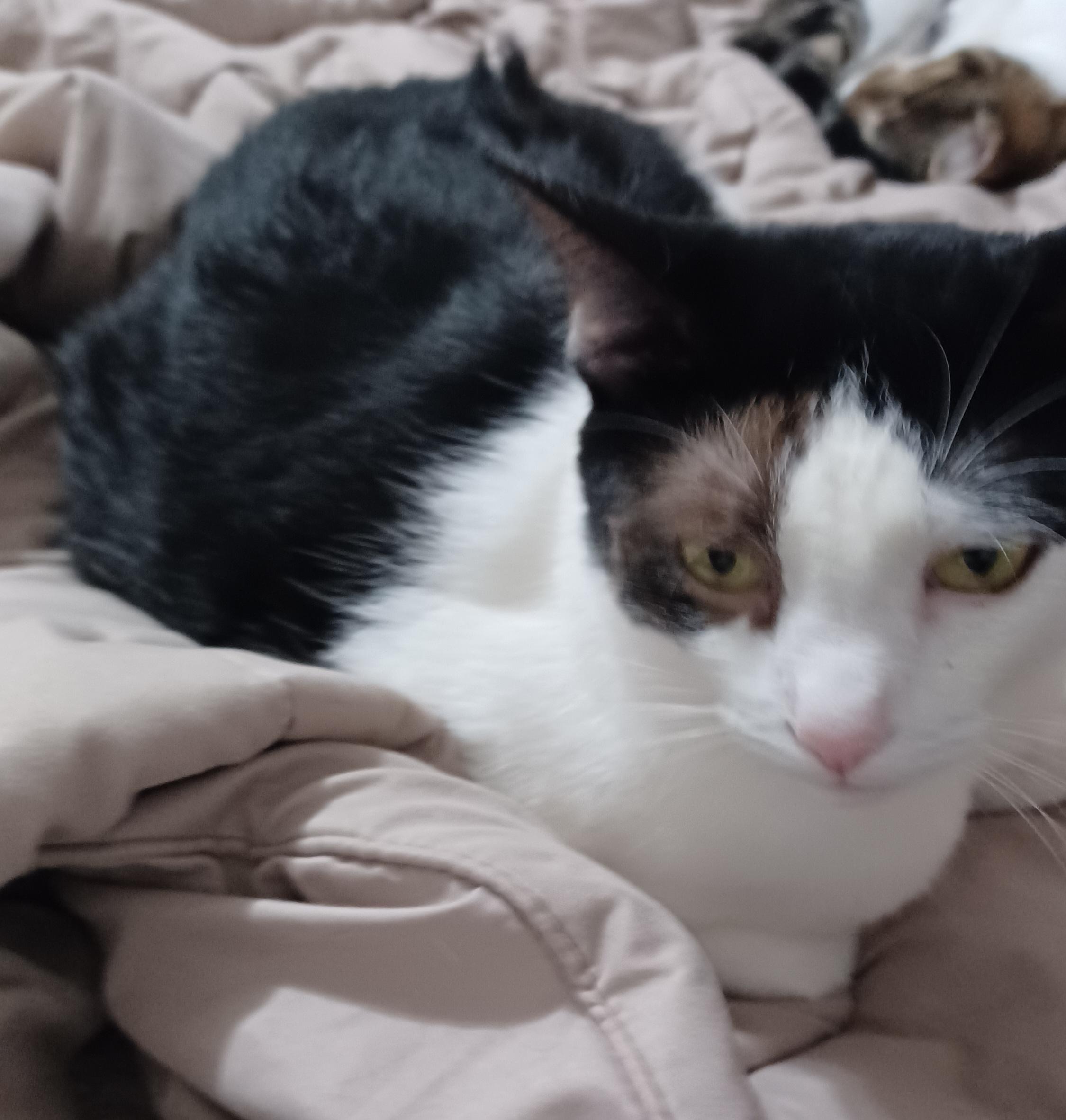 Enlarge Betsy, a Adoptable Domestic Short Hair in Morgantown, WV image 4/4