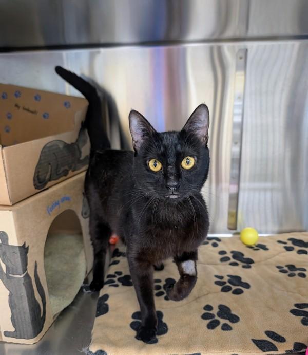 Baldur, Adoptable, Young Male Domestic Short Hair.