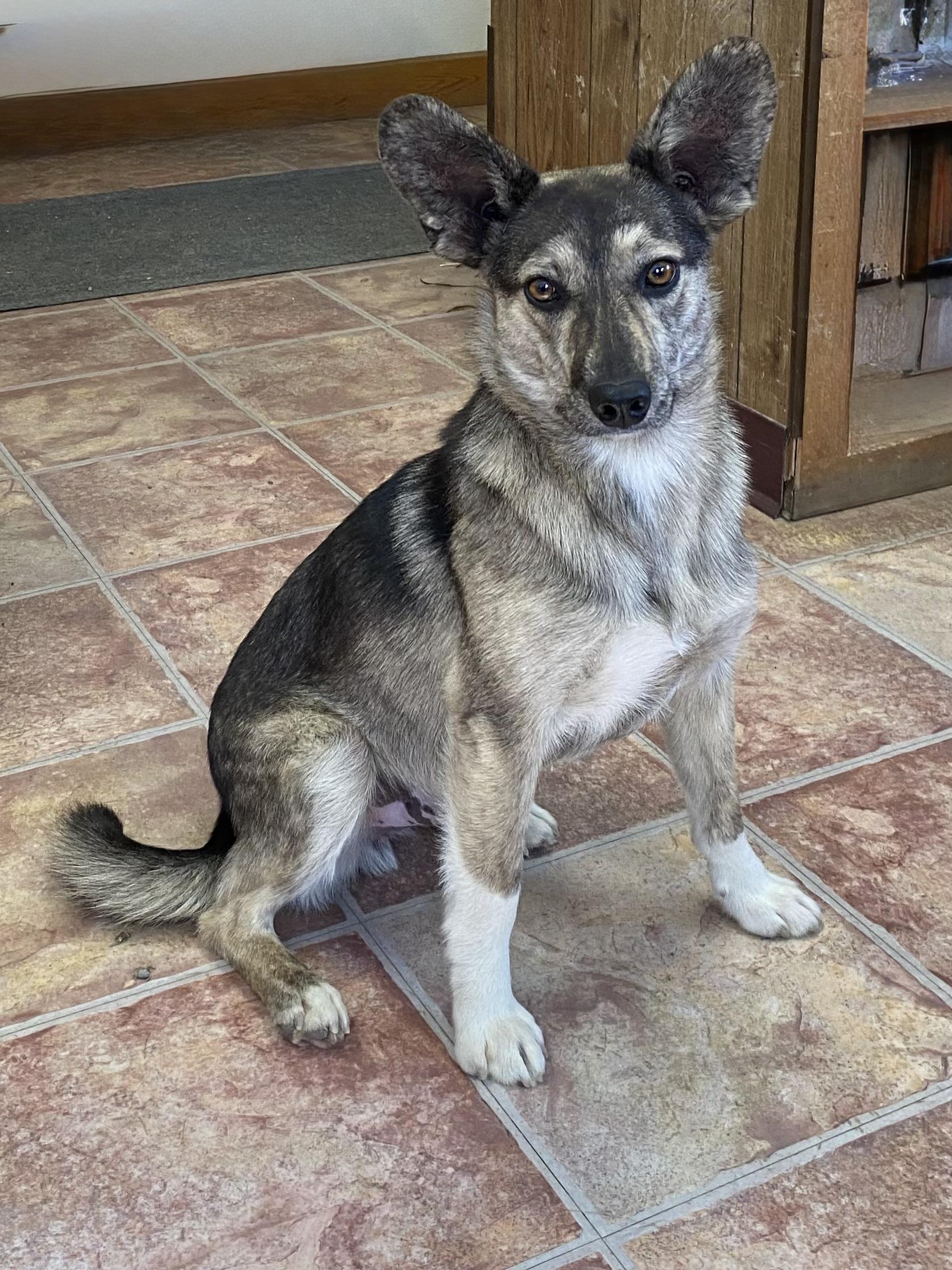 Sarge, an adoptable Mixed Breed in Choteau, MT, 59422 | Photo Image 1