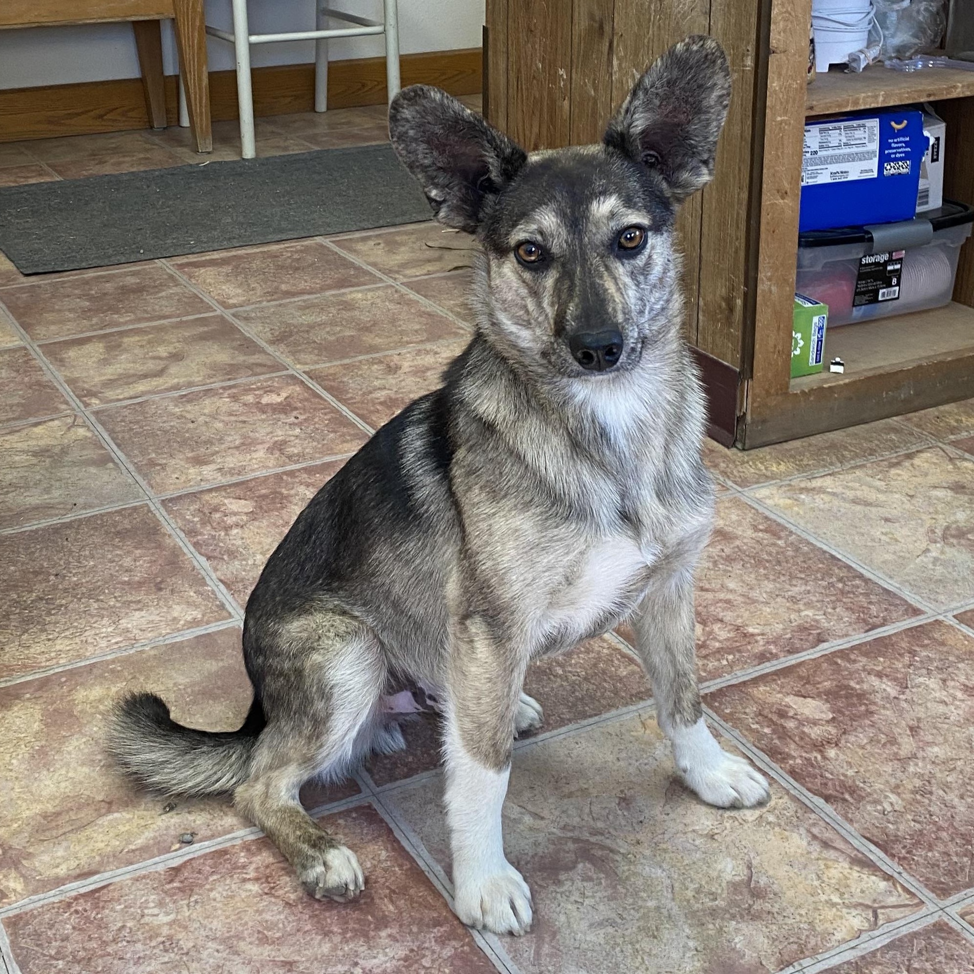 Sarge, an adoptable Mixed Breed in Choteau, MT, 59422 | Photo Image 3