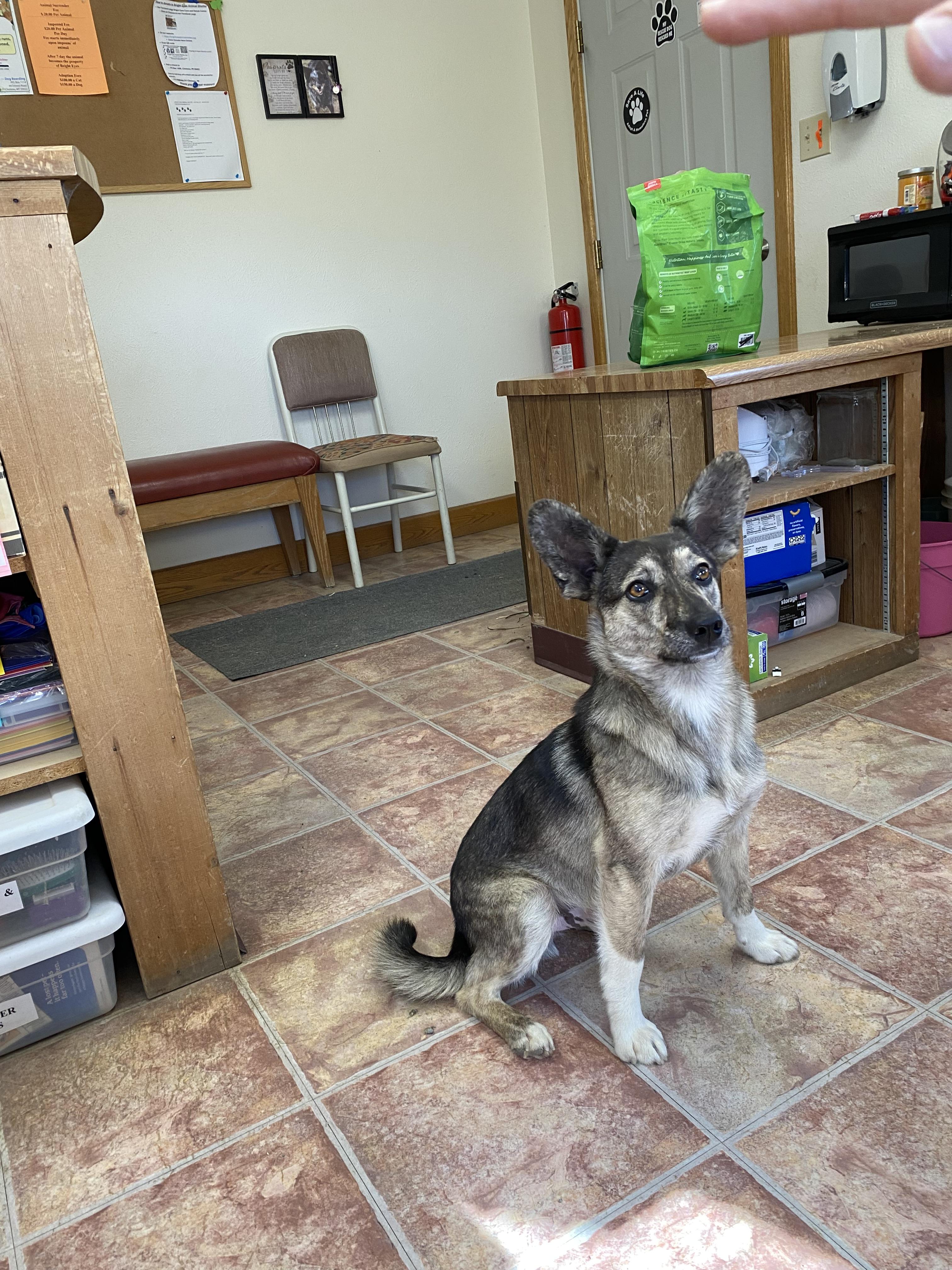 Sarge, an adoptable Mixed Breed in Choteau, MT, 59422 | Photo Image 2