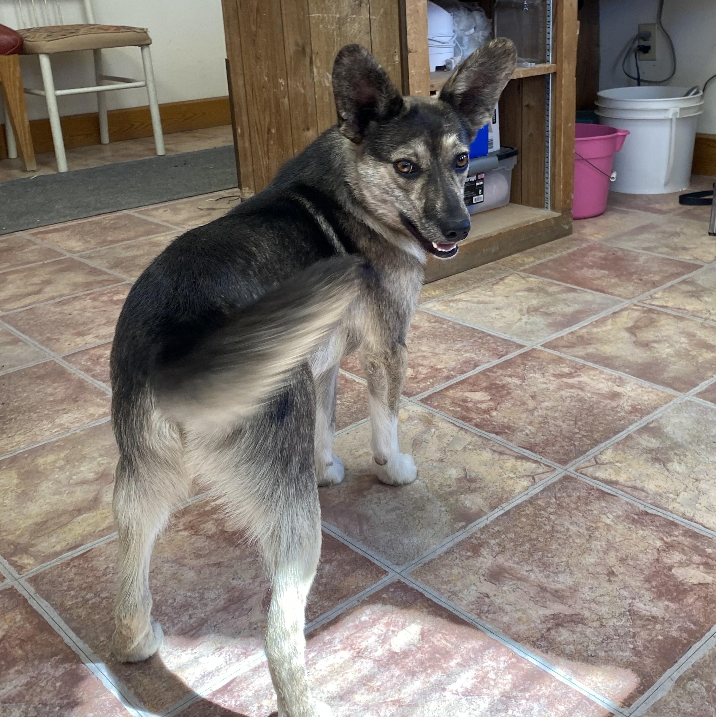 Sarge, an adoptable Mixed Breed in Choteau, MT, 59422 | Photo Image 4
