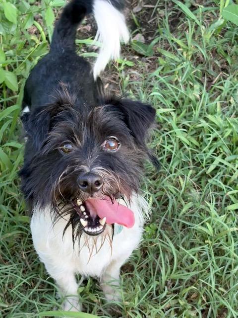 Enlarge JB, a ADOPTABLE mixed breed in Waxhaw, NC image 3/6