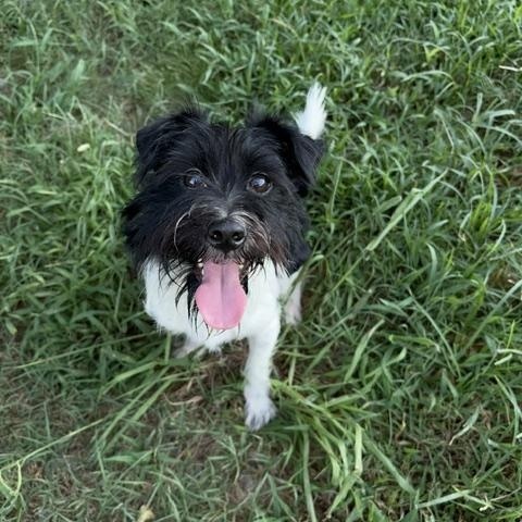 Enlarge JB, a ADOPTABLE mixed breed in Waxhaw, NC image 2/6