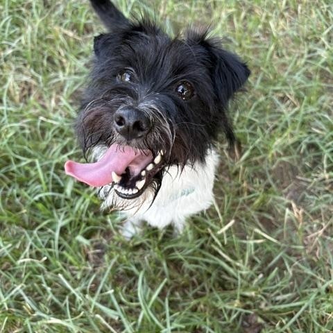 Enlarge JB, a ADOPTABLE mixed breed in Waxhaw, NC image 6/6