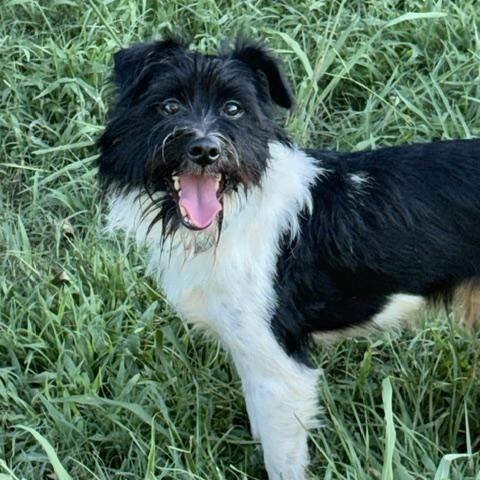 Enlarge JB, a ADOPTABLE mixed breed in Waxhaw, NC image 4/6