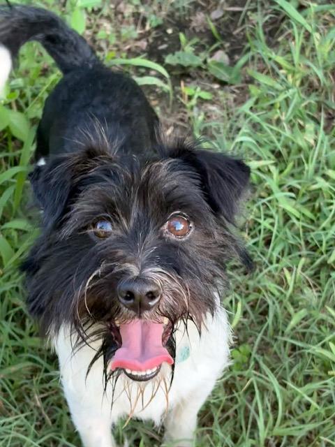 JB, ADOPTABLE, Young Male Terrier & Miniature Schnauzer.