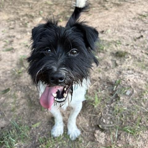 Enlarge JB, a ADOPTABLE mixed breed in Waxhaw, NC image 5/6