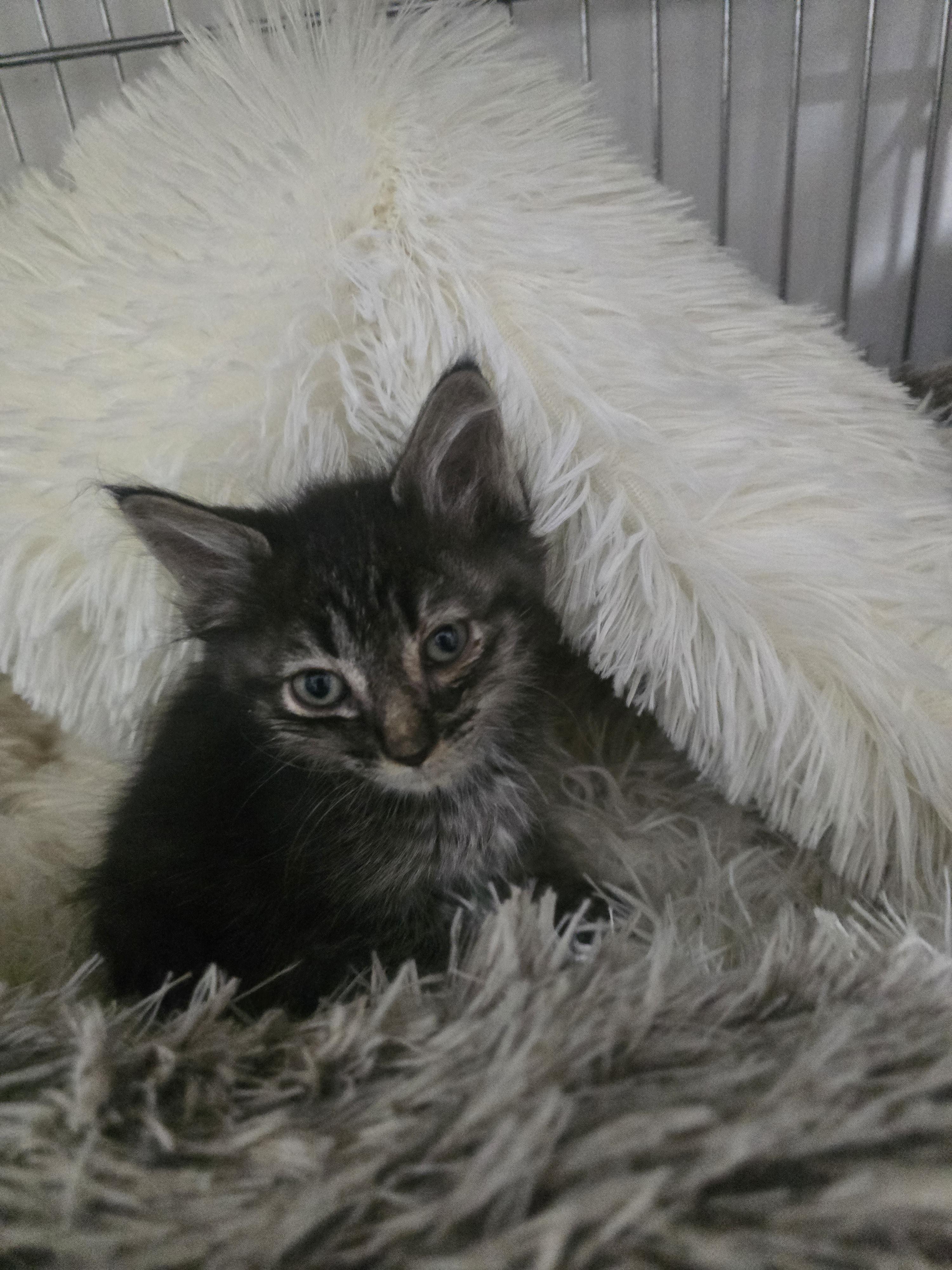 Enlarge Lucky, a ADOPTABLE Domestic Medium Hair in Globe, AZ image 1/1