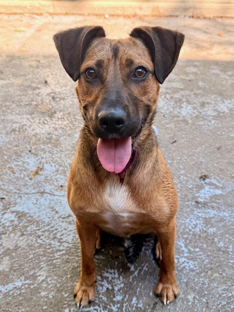 Enlarge LIONEL, a Adoptable mixed breed in Boston, MA image 1/1