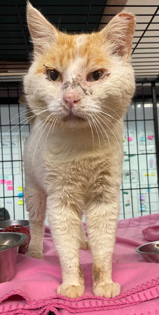 Chester, Adoptable, Adult Male Domestic Short Hair.