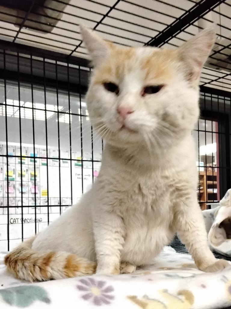 Enlarge Chester, a Adoptable mixed breed in Lockhart, TX image 2/2