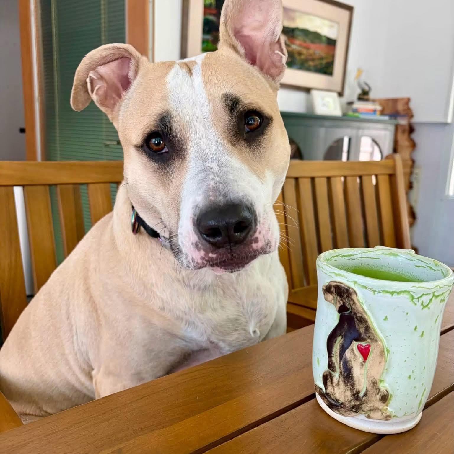 Ariel, Adoptable, Adult Female Pit Bull Terrier & Terrier.