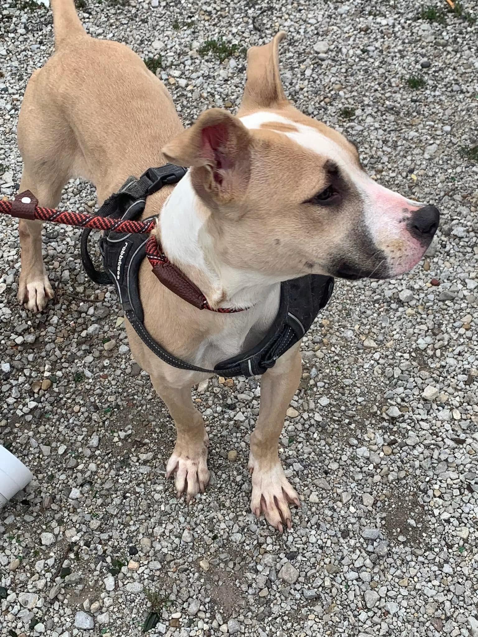 Enlarge Ariel, a Adoptable mixed breed in Naperville, IL image 2/5