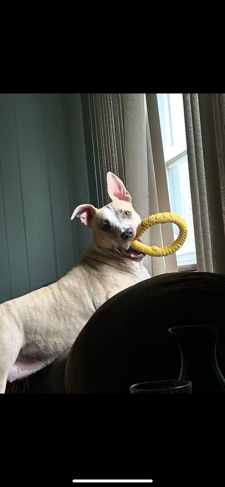 Enlarge Ariel, a Adoptable mixed breed in Naperville, IL image 3/5