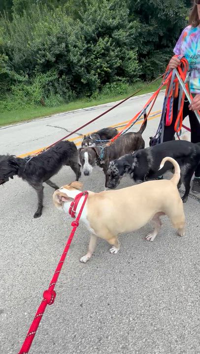 Enlarge Ariel, a Adoptable mixed breed in Naperville, IL video 5/5