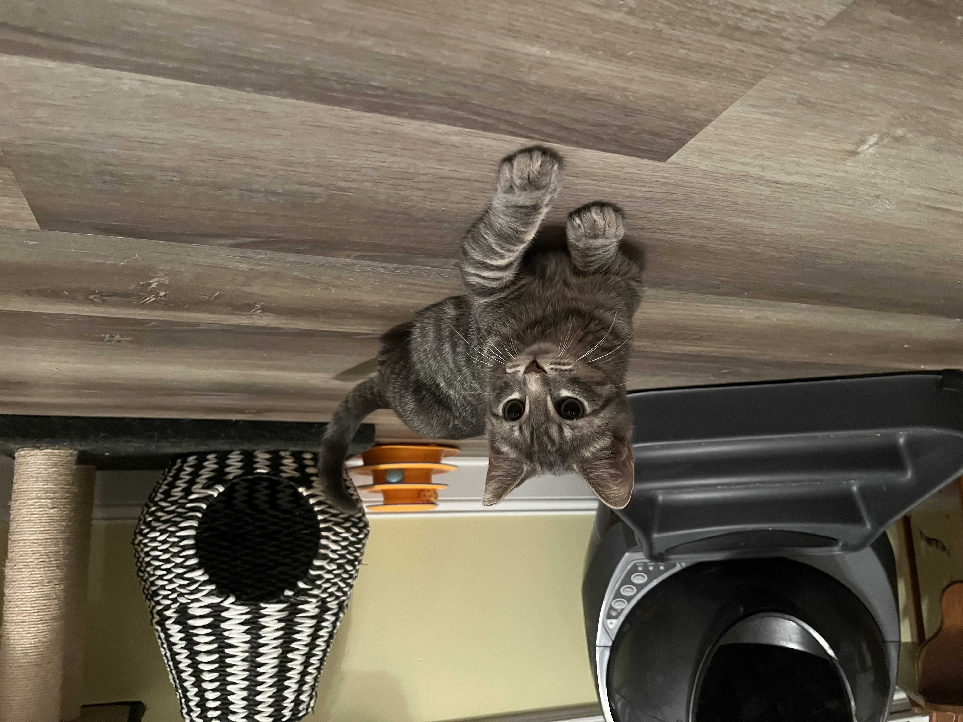 Zippy photo 4