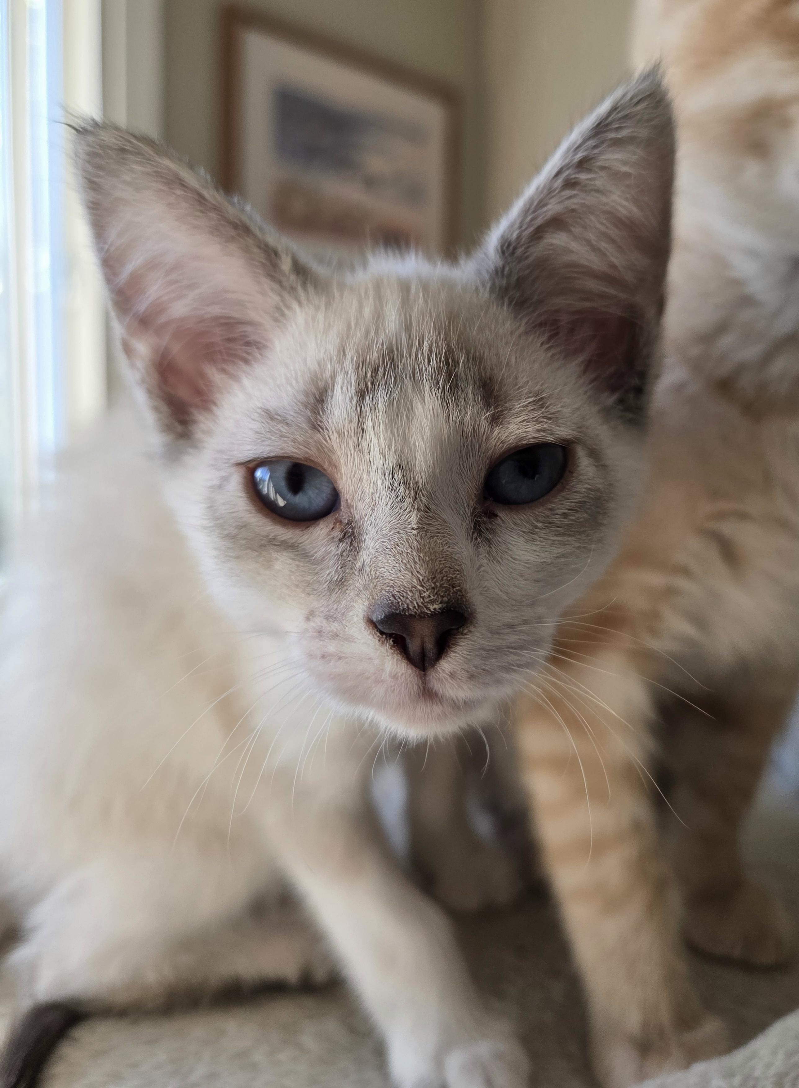 Enlarge Coconut, a Adoptable Siamese in Des Moines , WA image 2/2