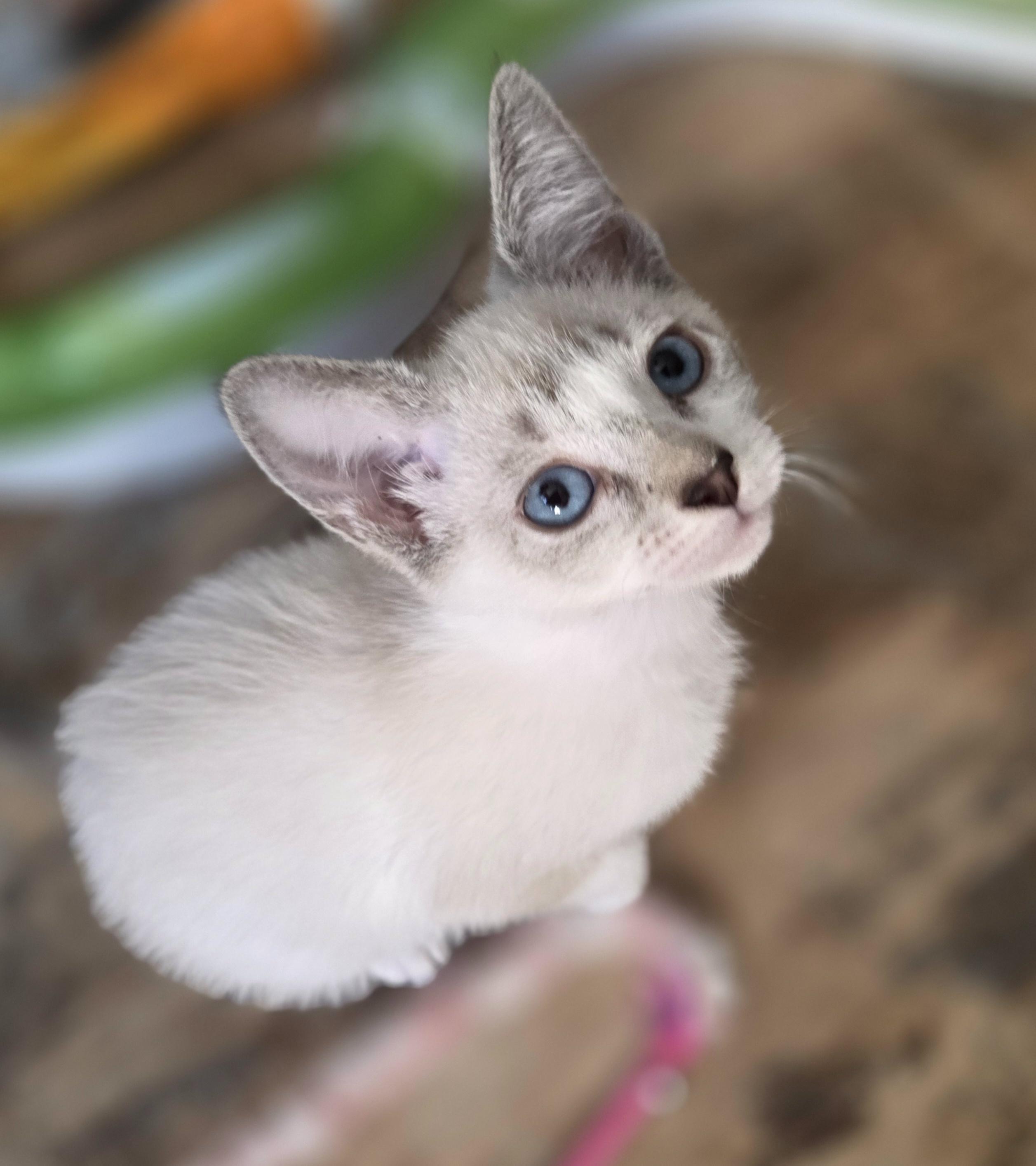Coconut, Adoptable, Kitten Female Siamese.