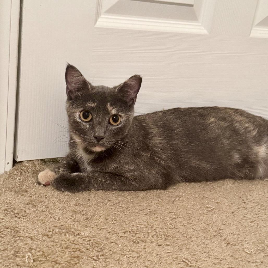 Jasmine, Adoptable, Young Female Domestic Short Hair.