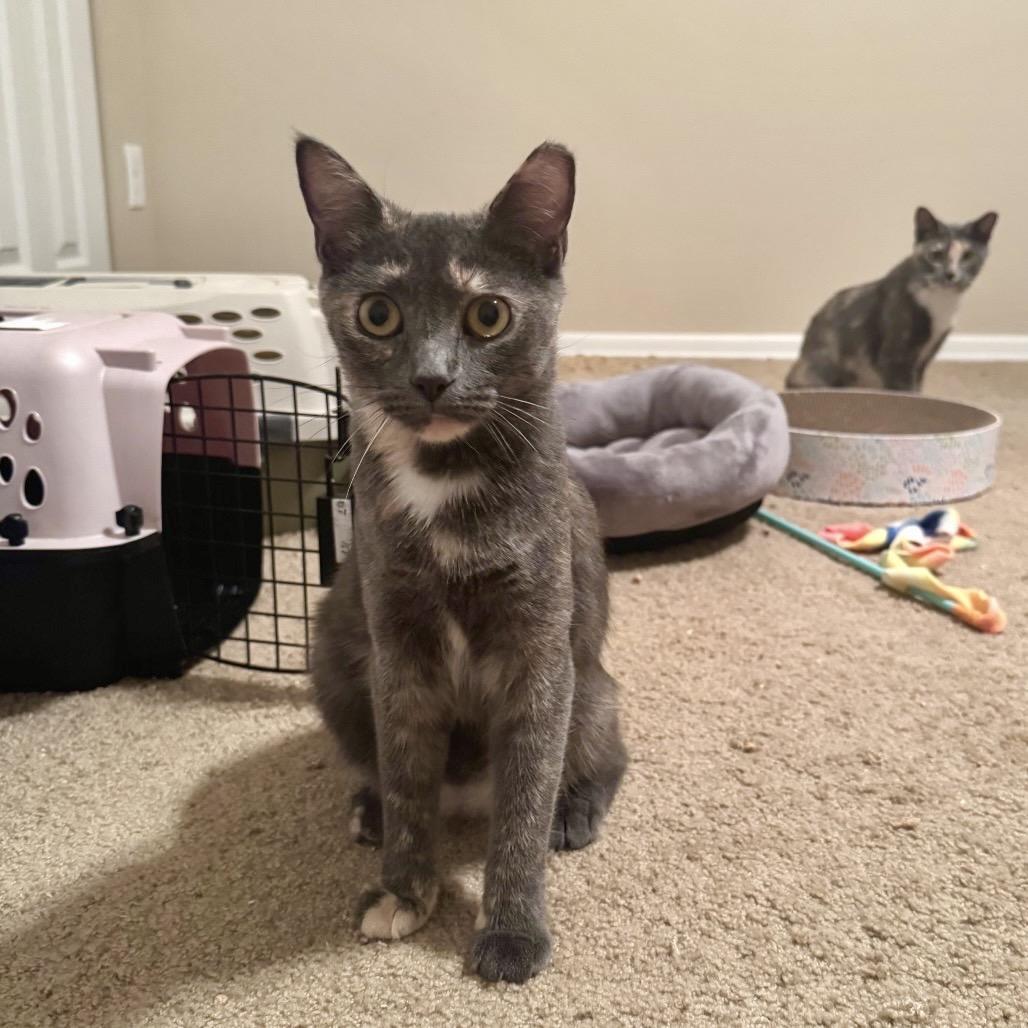 Enlarge Jasmine, a Adoptable Domestic Short Hair in Gibsonia, PA image 2/6