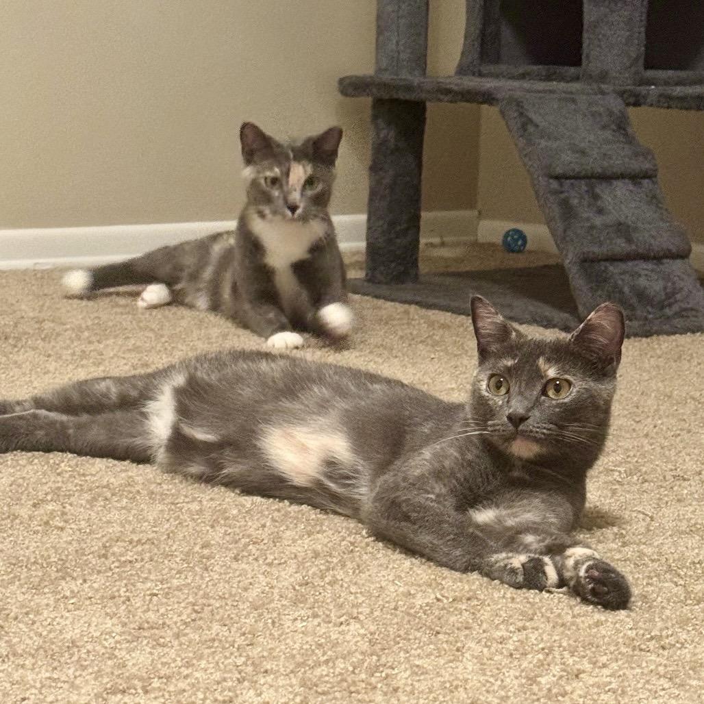 Enlarge Jasmine, a Adoptable Domestic Short Hair in Gibsonia, PA image 3/6