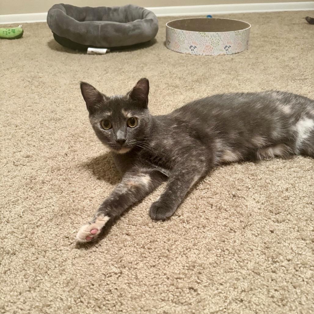 Enlarge Jasmine, a Adoptable Domestic Short Hair in Gibsonia, PA image 5/6