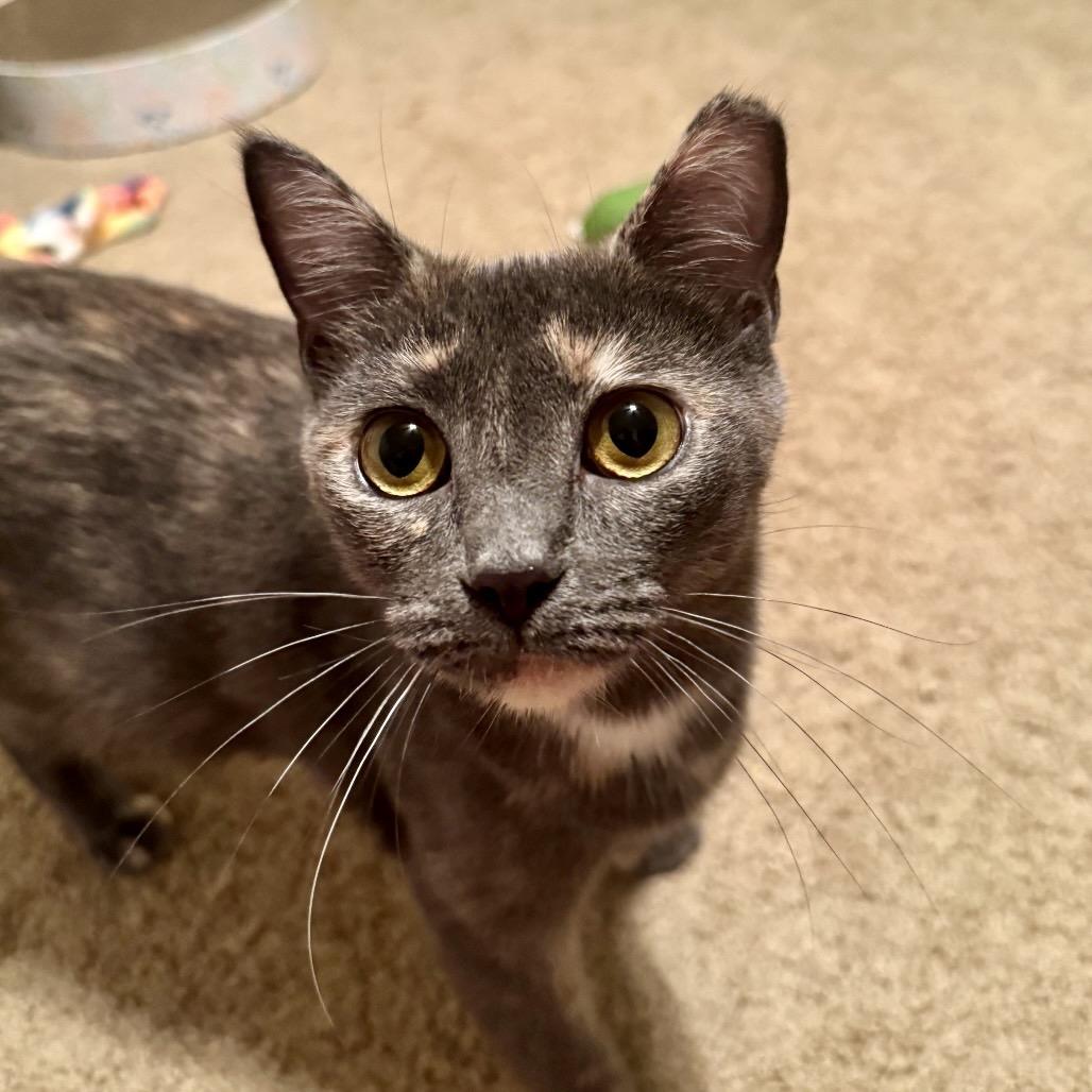 Enlarge Jasmine, a Adoptable Domestic Short Hair in Gibsonia, PA image 6/6