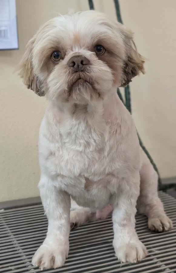 Enlarge Moses, an adopted Lhasa Apso in Kerrville, TX image 1/1