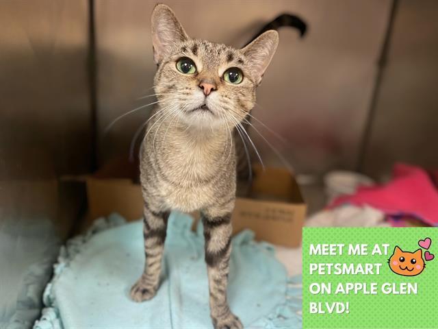 Enlarge JADE, a Adoptable Domestic Short Hair in Fort Wayne, IN image 1/1