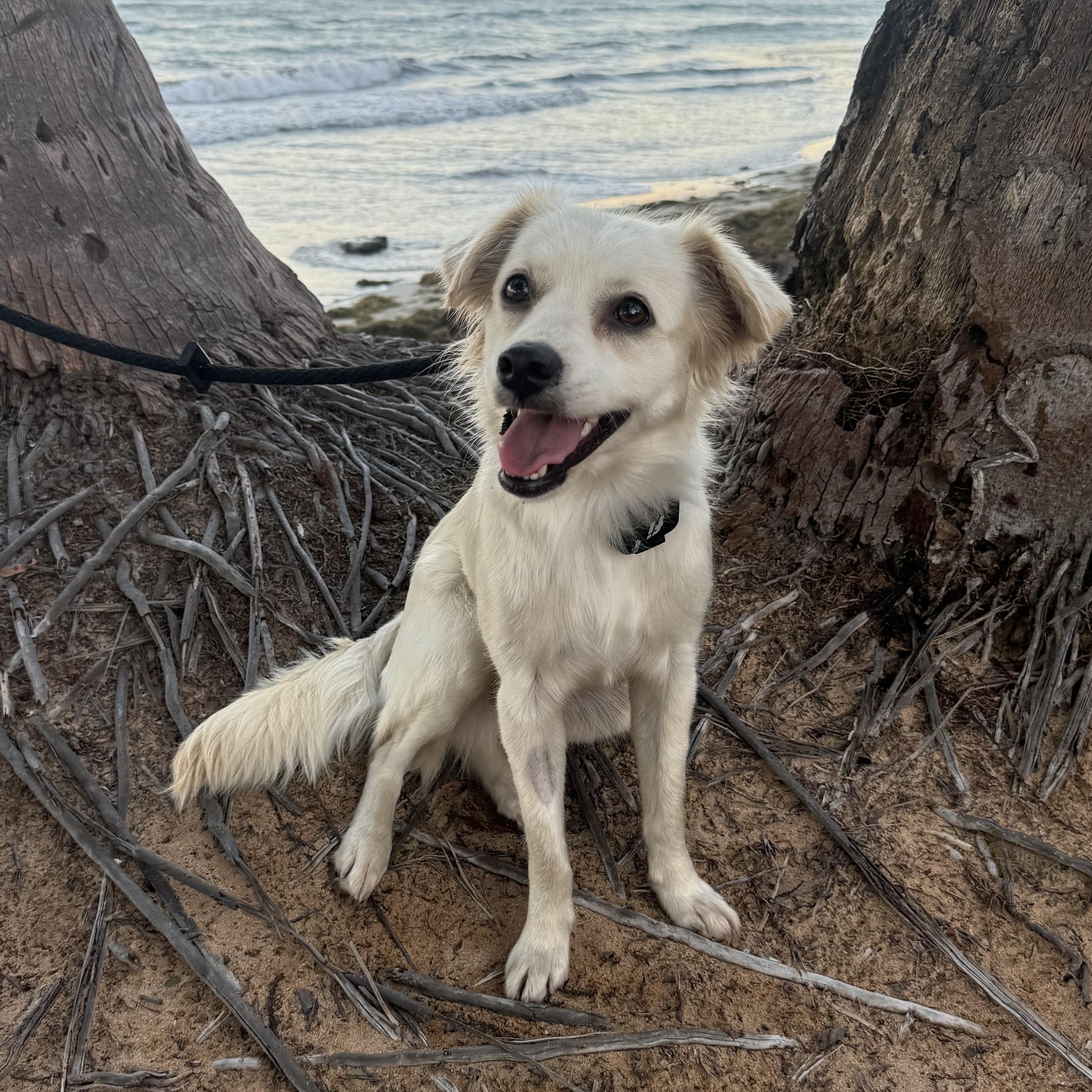 Enlarge Blanca- sweet angel , an adopted mixed breed in Chicago, IL image 1/6