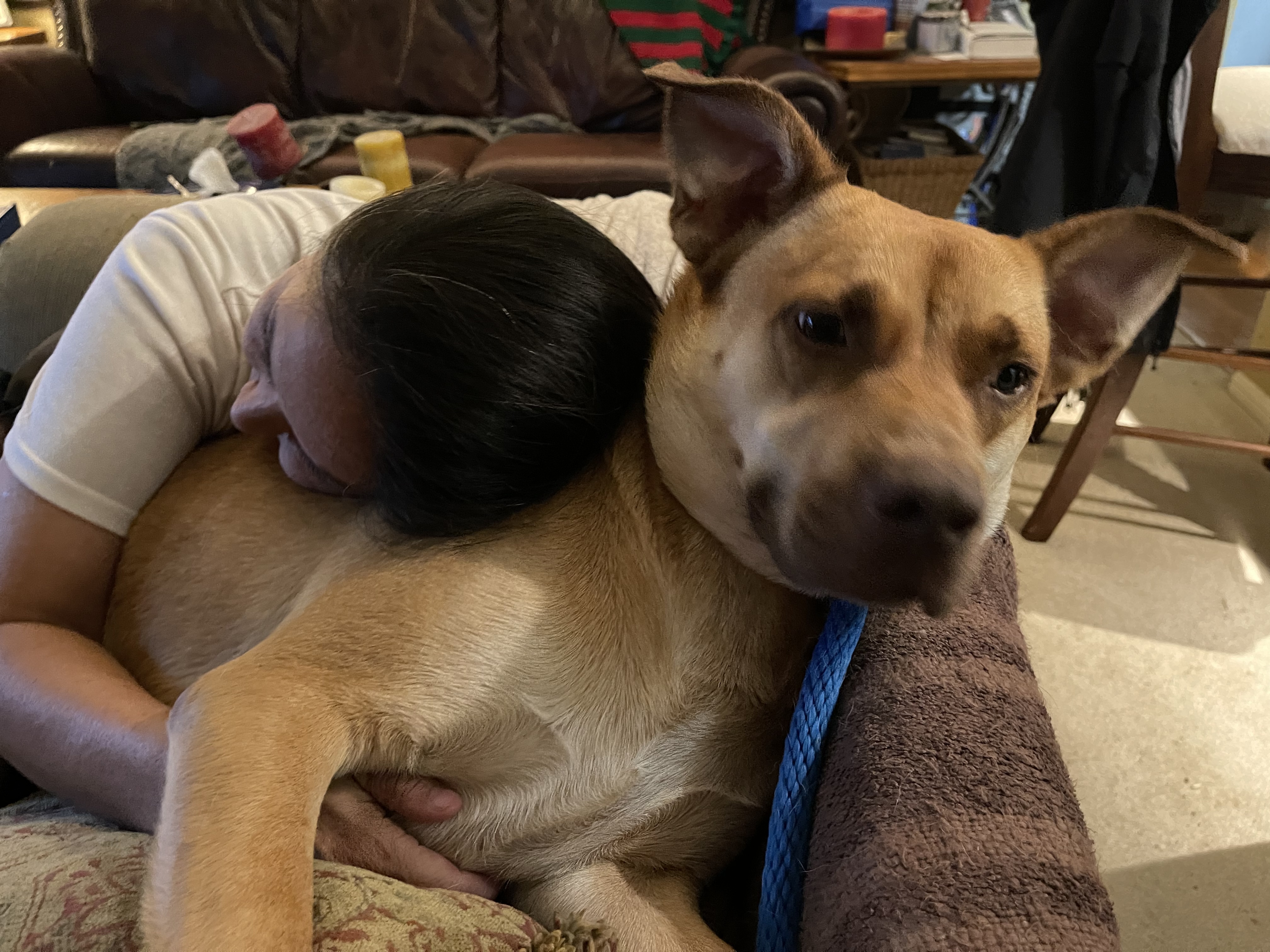 KOBE (aka Kobert), a Adoptable mixed breed in Spring, TX image 1/12