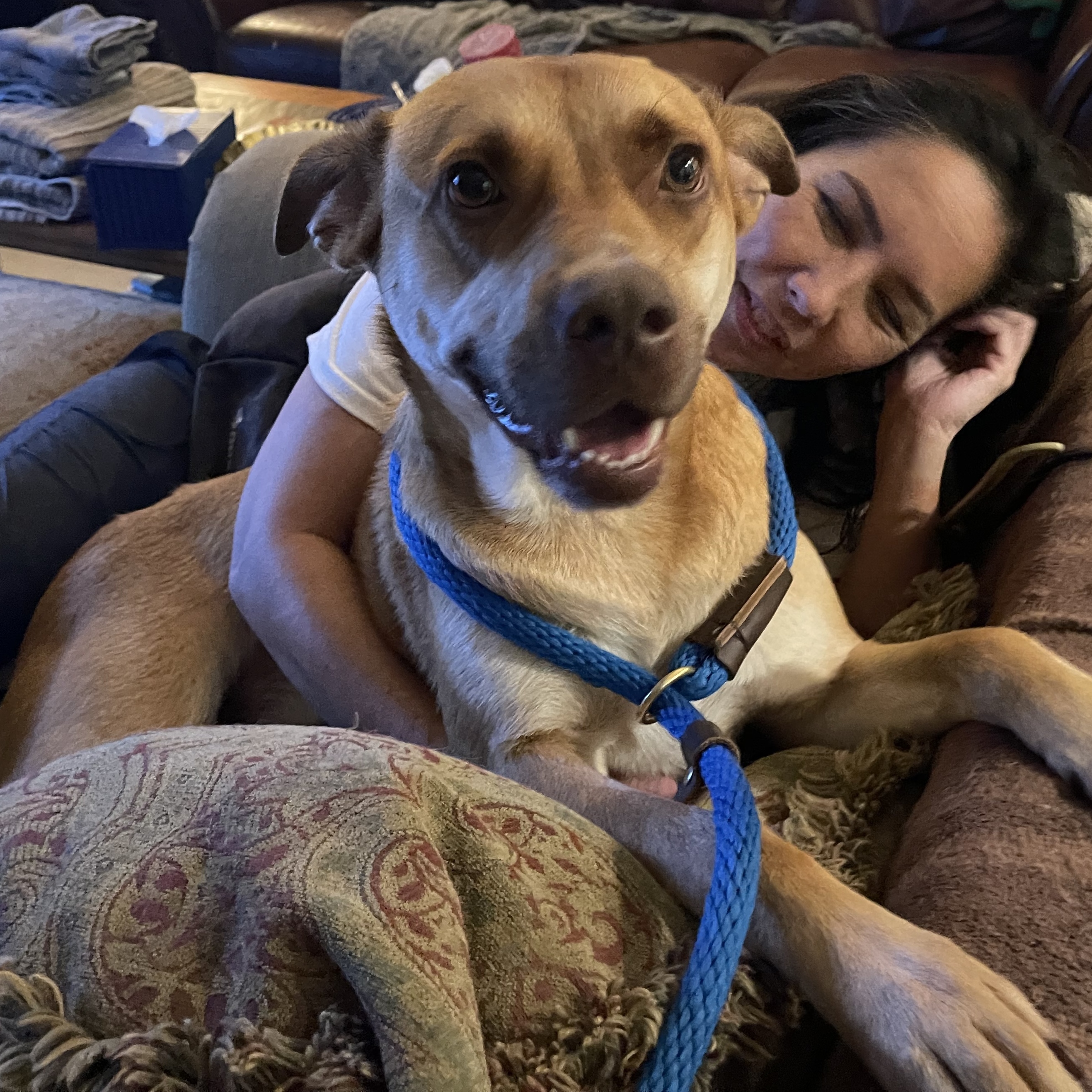 KOBE (aka Kobert), a Adoptable mixed breed in Spring, TX image 5/12