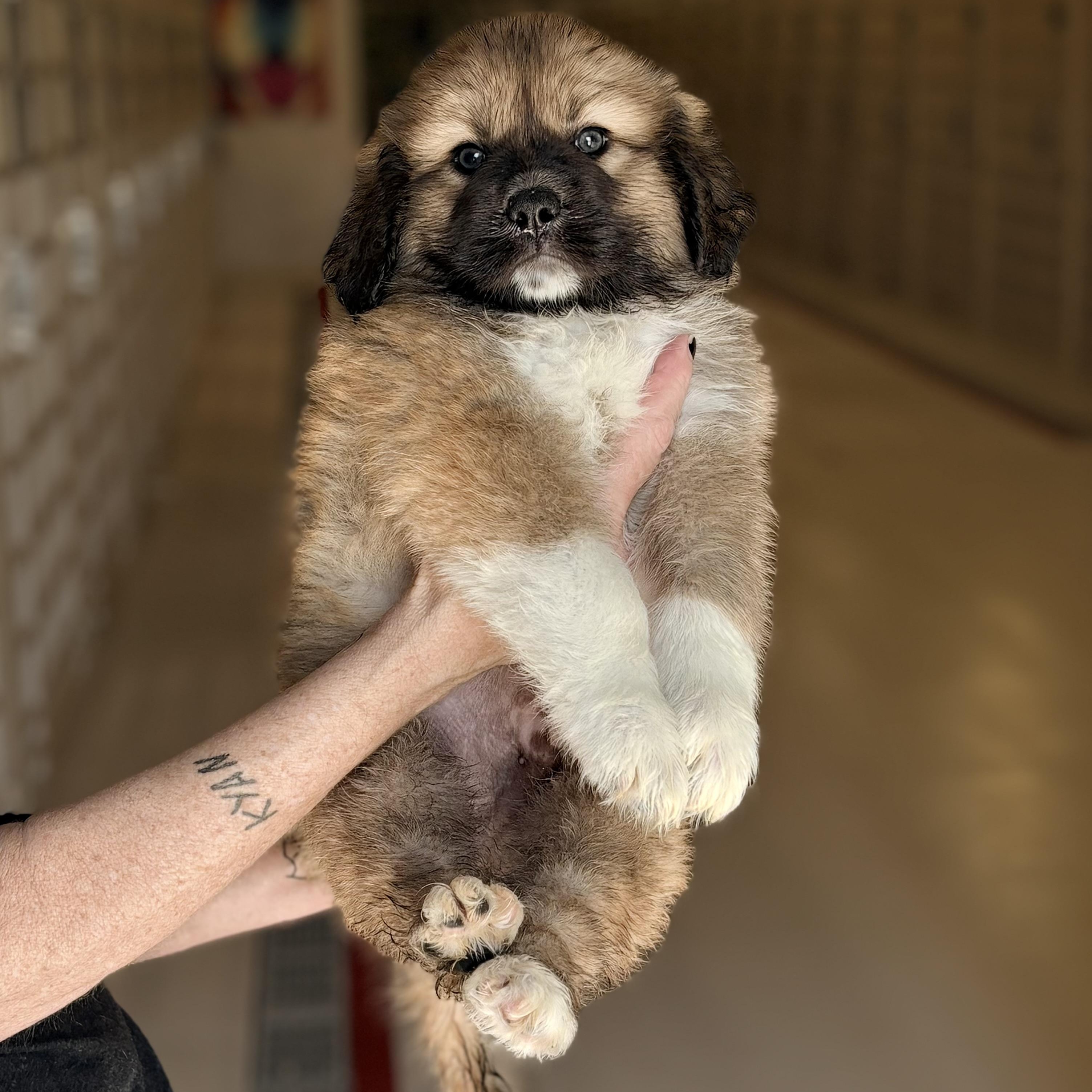 Zeus, adopted, Puppy Male Shepherd.