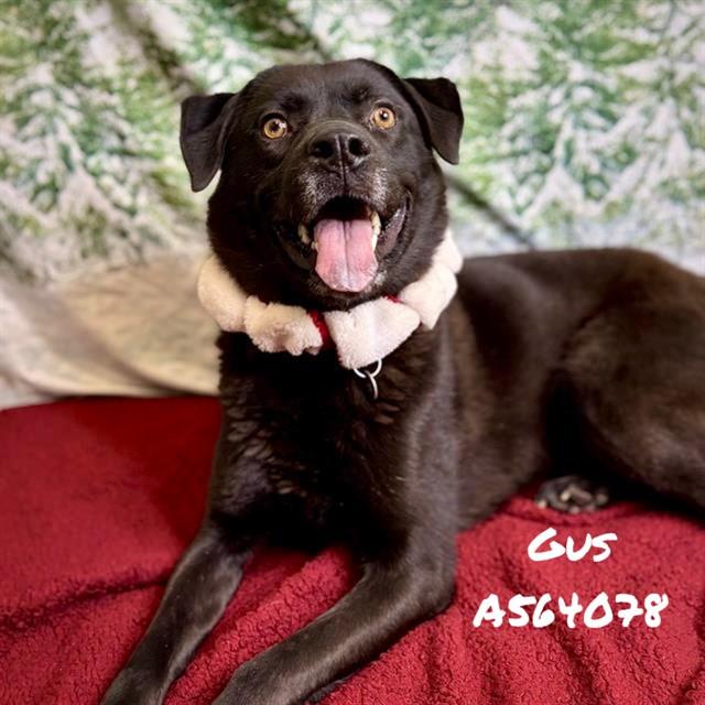 Enlarge GUS, a Adoptable mixed breed in Huntsville, AL image 1/1