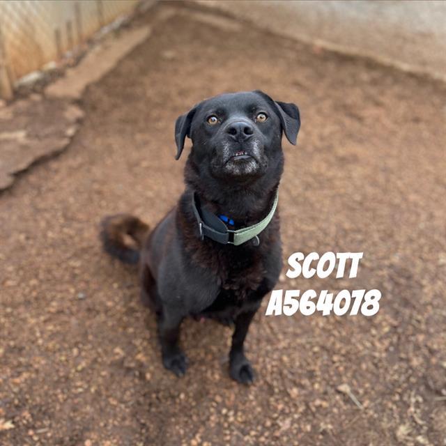 Enlarge SCOTT, a Adoptable mixed breed in Huntsville, AL image 1/1