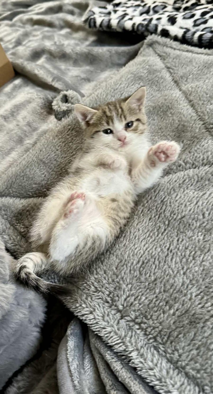 Hazy, a Adoptable Domestic Short Hair in Atglen, PA image 4/6