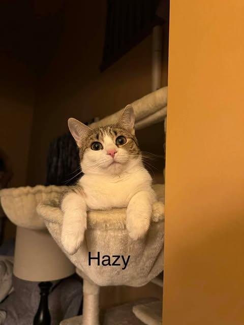 Hazy (bonded with Misty), Adoptable, Adult Female Domestic Short Hair.