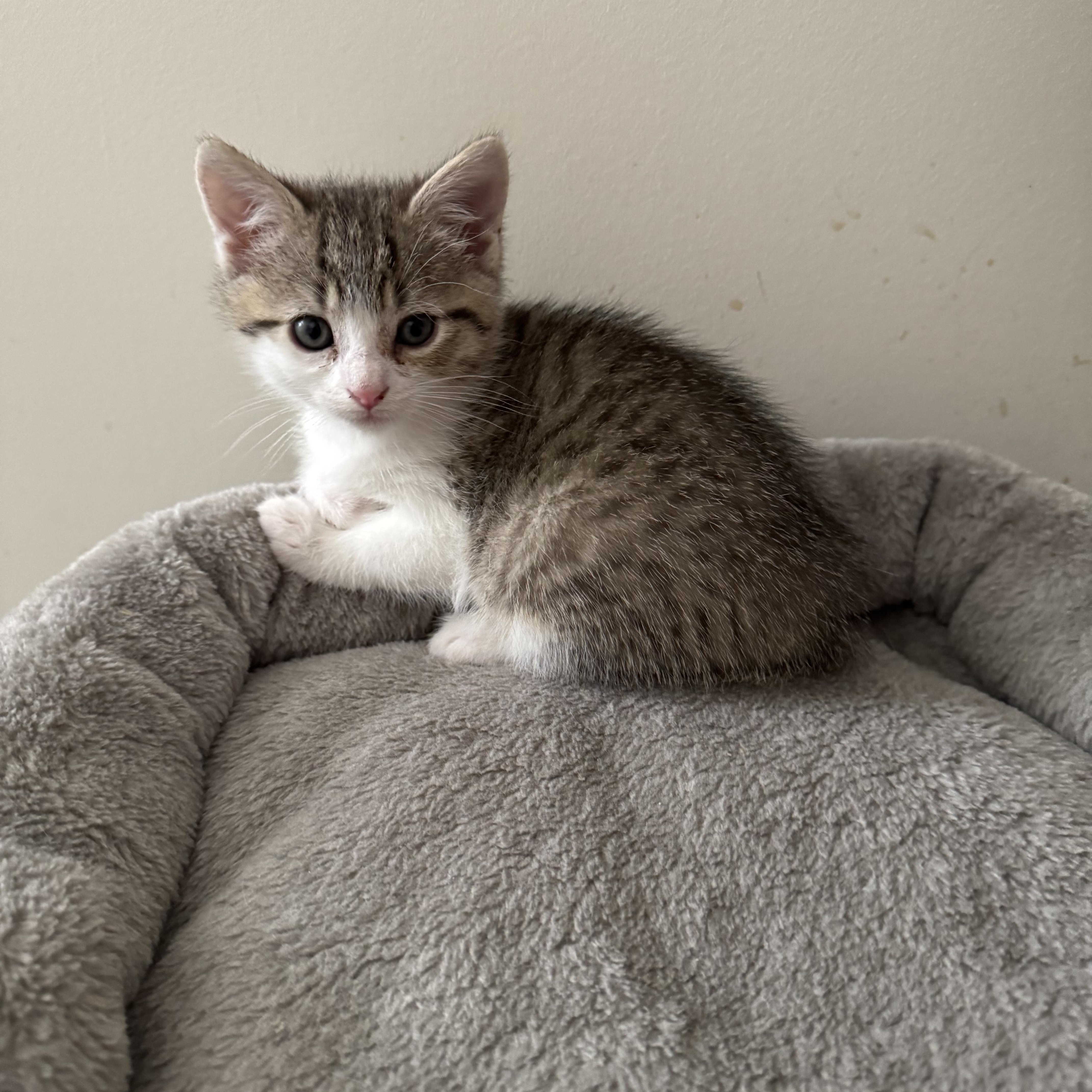 Hazy, a Adoptable Domestic Short Hair in Atglen, PA image 5/6