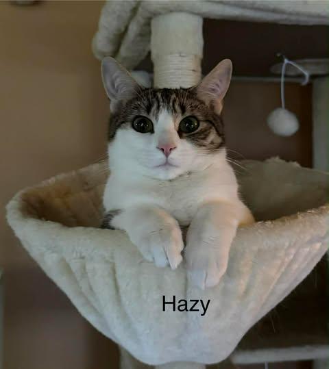 Enlarge Hazy (bonded with Misty), a Adoptable Domestic Short Hair in Avondale, PA image 2/6