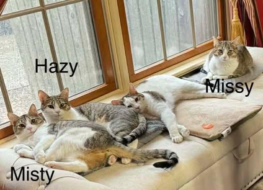 Enlarge Hazy (bonded with Misty), a Adoptable Domestic Short Hair in Avondale, PA image 4/6
