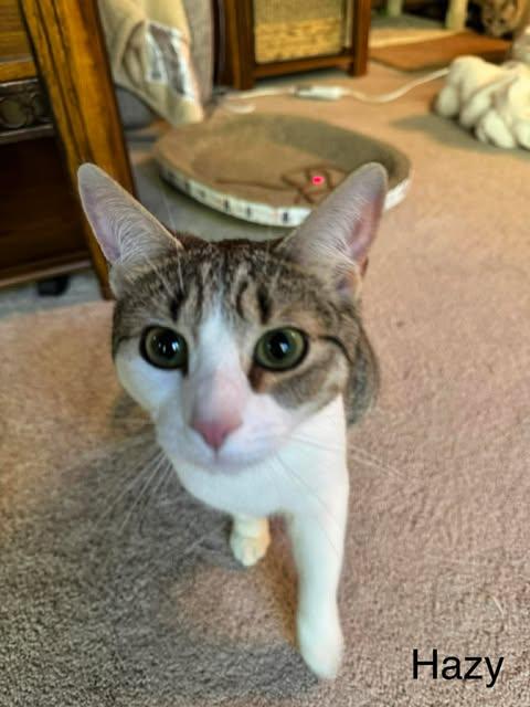 Enlarge Hazy (bonded with Misty), a Adoptable Domestic Short Hair in Avondale, PA image 3/6